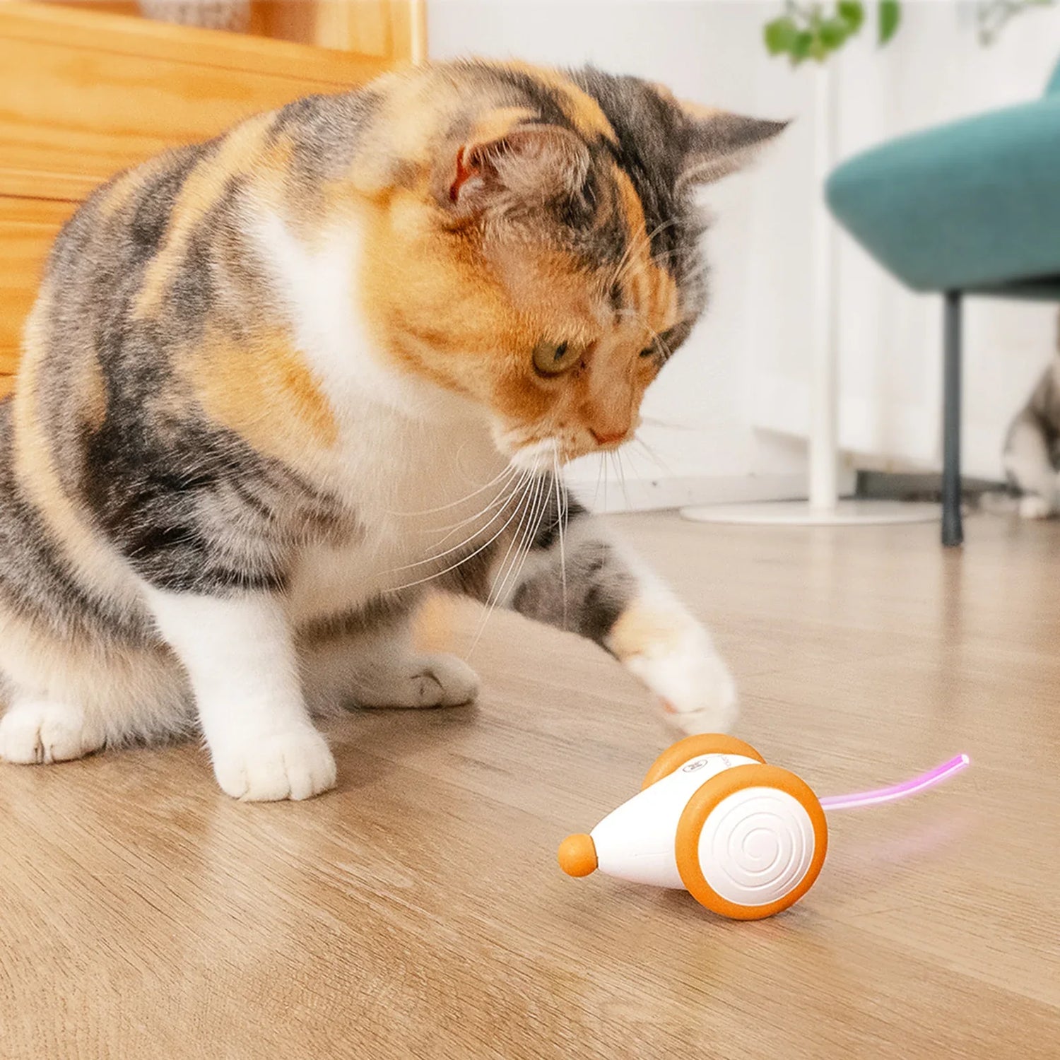 Interactive Cat Toys