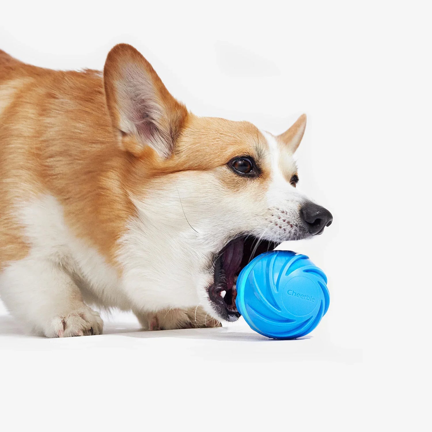 Interactive Dog Toys